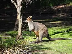 Sumpfwallaby