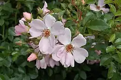 ‘Sweet Haze’, Tantau, 2003