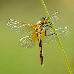 Gefleckte Heidelibelle ♀