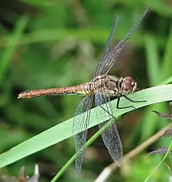Blutrote Heidelibelle ♀