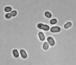 Synechococcus sp. PCC&nbsp;7002&nbsp;BF[4]