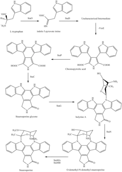 Synthese von Staurosporin