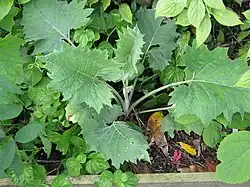 Synurus pungens (Blätter)