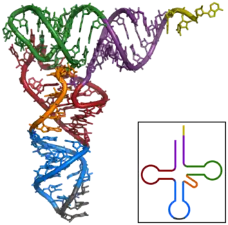 Tertiär- und Sekundärstruktur (im Bild unten rechts) einer tRNA