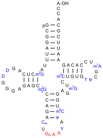 Eine tRNAPhe aus S.&nbsp;cerevisiae[6]