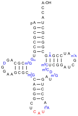 eine tRNAiMet aus S.&nbsp;cerevisiae[18]