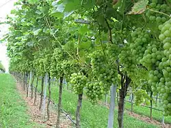 Frei hängende Traubenzone