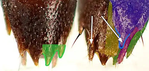 Abb. 6: Hinterleibsspitze des ♂, teilweise getönt; links Aufsicht, tiefer liegende Teile gebleicht, 2 der vier Zähne am Hinterrand des sichtbaren 5. Tergits grün; rechts Bauchseite: Pfeile auf Spitzen des 5 Sternits, blau: 5. Sternit, gelb letztes Segment, rot: vorletztes Segment, grün: 5. Tergit