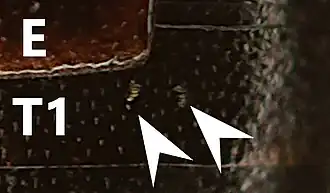 Abb. 3: E: linke Flügeldecke, T1: erstes sichtbares Tergit, 2 Pfeilspitzen auf bereifte Punkte