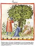 Tacuinum sanitatis (Ibn Butlan) 14. Jh.[50]
