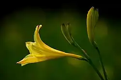 Blüte und Blütenknospen einer Gelben Taglilie