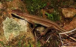 Takydromus septentrionalis
