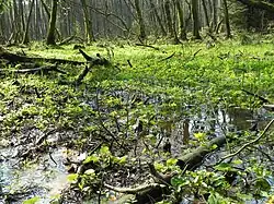 Tal der Kleinen Örtze mit Sumpfdotterblumen
