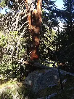 Arve im God Tamangur.