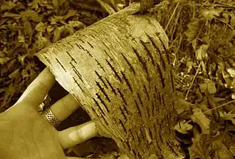 Tanner Andersons Hand die ein Stück Rinde hält.