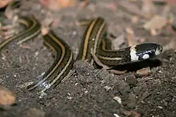 Tantilla taeniata in El Salvador