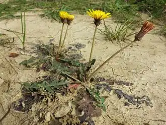 Löss-Löwenzahn (Taraxacum serotinum), in Österreich stark gefährdet.[8]