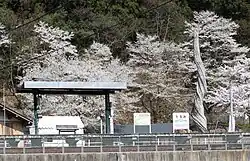 Tarumi ist bekannt für seine zahlreichen Kirschbäume