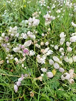 Taubenkropf-Leimkraut
