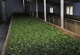 Withering – das Welken