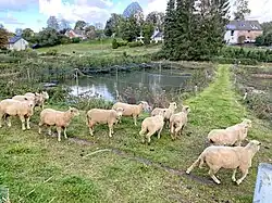 Schafherde an den Teichen