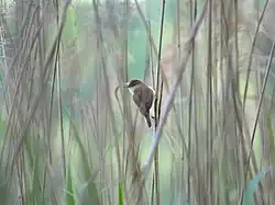 Teichrohrsänger am Krughorn