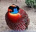 Temmincktragopan