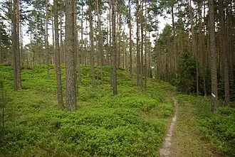 Typischer Kiefernwald mit Heidelbeeren und rechts Fichtenanflug im Unterstand