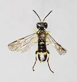 Präparat, Dorsalansicht, Männchen