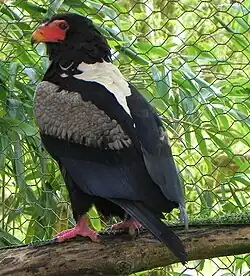 Gaukler (Terathopius ecaudatus)