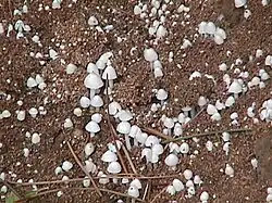 Termitomyces microcarpus