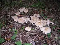 Termitomyces tyleranus