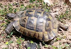 Griechische Landschildkröte auf einem Waldweg bei Panagia