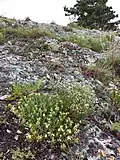Berg-Gamander (Teucrium montanum) und Borsten-Miere (Minuartia setacea) besiedeln die Karbonat-Felssteppe.