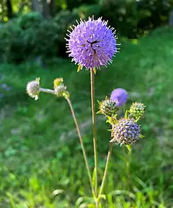 Teufelsabbiss (Succisa pratensis)