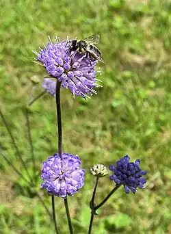 Teufelsabbiss (Succisa pratensis)