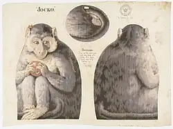 Schnittmuster zur Anfertigung einer Jocko-Stoffpuppe, 1892.