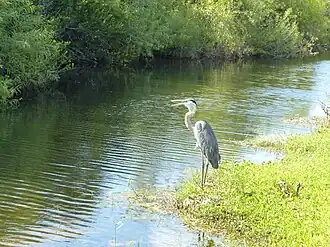 Kanadareiher im Shark Valley