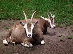 Thüringer Waldziegen