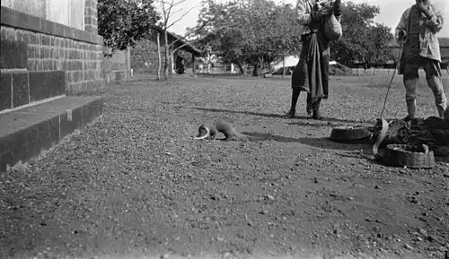 British soldier and an Indian native watching a fight between mongoose and a cobra …