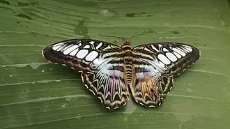 Parthenos sylvia