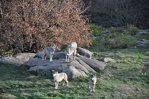 Grauer Eurasischer Wolf