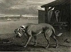 Die Illustration aus 1804 zeigt einen Bandog (Mastiff), der einen Handwerksbetrieb bewacht