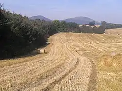 Agrarlandschaft in Schottland, einem potenziellen Waldland