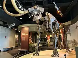 Zwölf­tausend Jahre altes Skelett eines Woll­mammuts in der Native American Gallery.