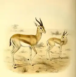 Pelzeln-Gazelle