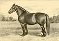 Clydesdale-Stute (*&nbsp;1880)