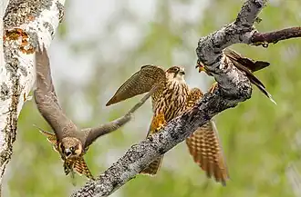 Baumfalken – heimisch im NSG