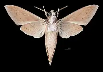 ♂ △ Theretra alecto