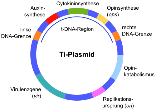 Ti-Plasmid